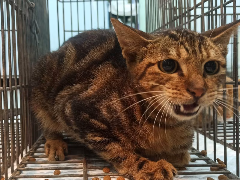 Adult male mixed-breed cat, Small, shelter no. …9C01