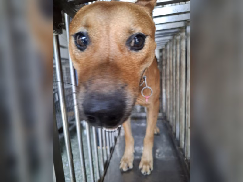 Tan adult male mixed-breed dog, Medium, shelter no. …3-18