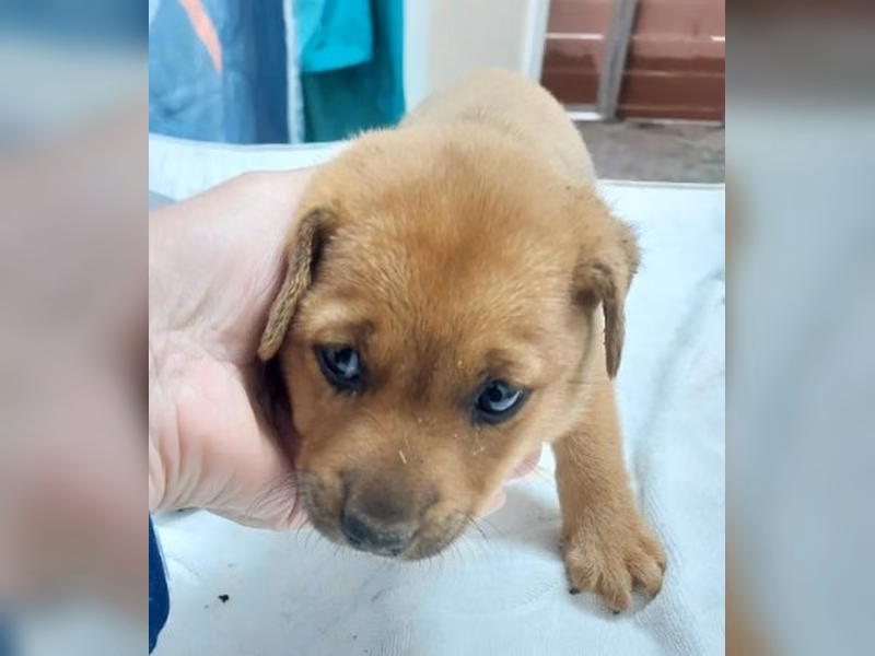 Tan young female mixed-breed dog, Medium, shelter no. …5001