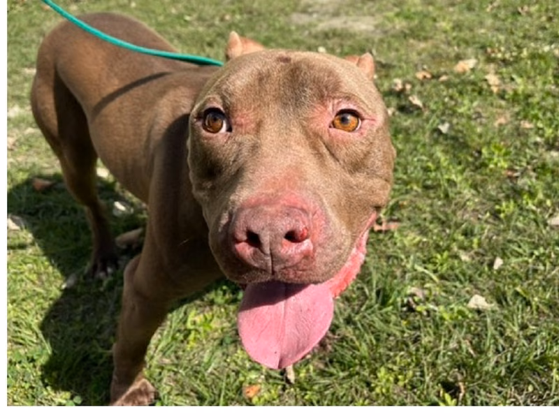 Tan adult male American Pit Bull Terrier, Medium, shelter no. …6001
