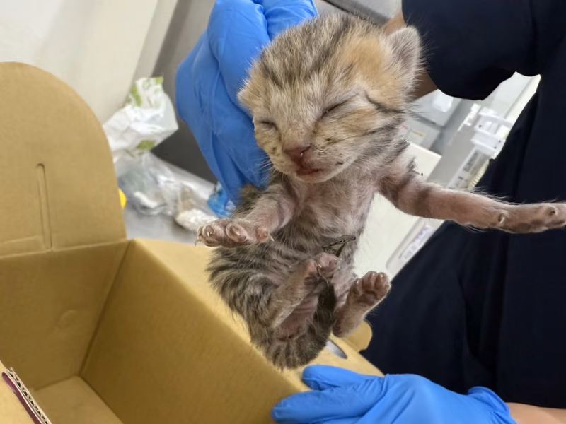 Tabby young female mixed-breed cat, Medium, shelter no. …0304