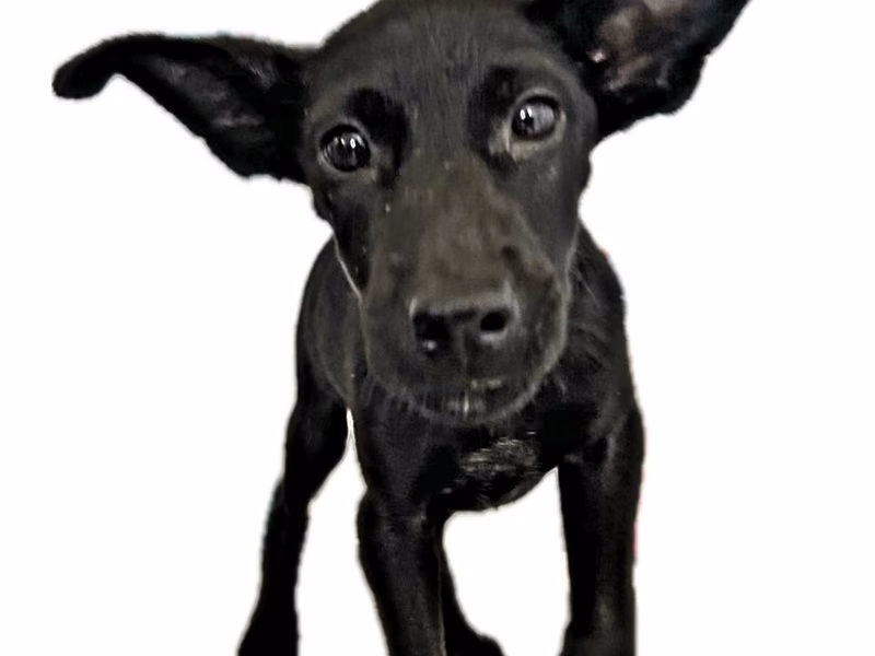 Black young female mixed-breed dog, Medium, shelter no. …2003