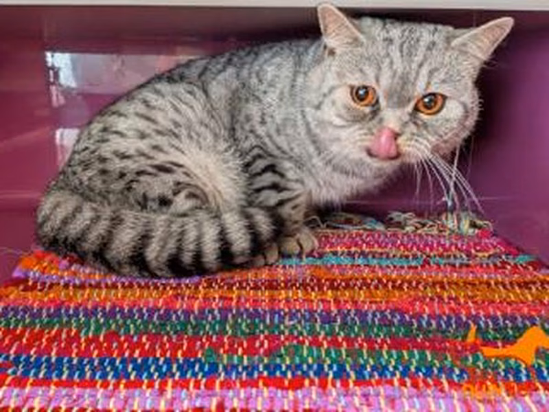 Gray tabby young male British Shorthair, shelter no. …4321