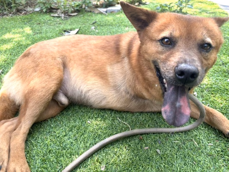 Tan adult male mixed-breed dog, Medium, shelter no. …1002