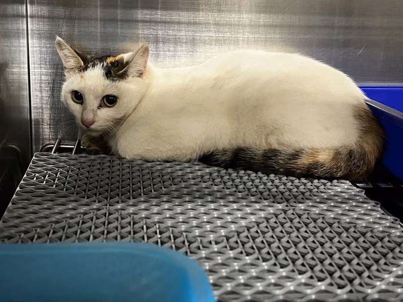 Patched adult female mixed-breed cat, Medium, shelter no. …2012