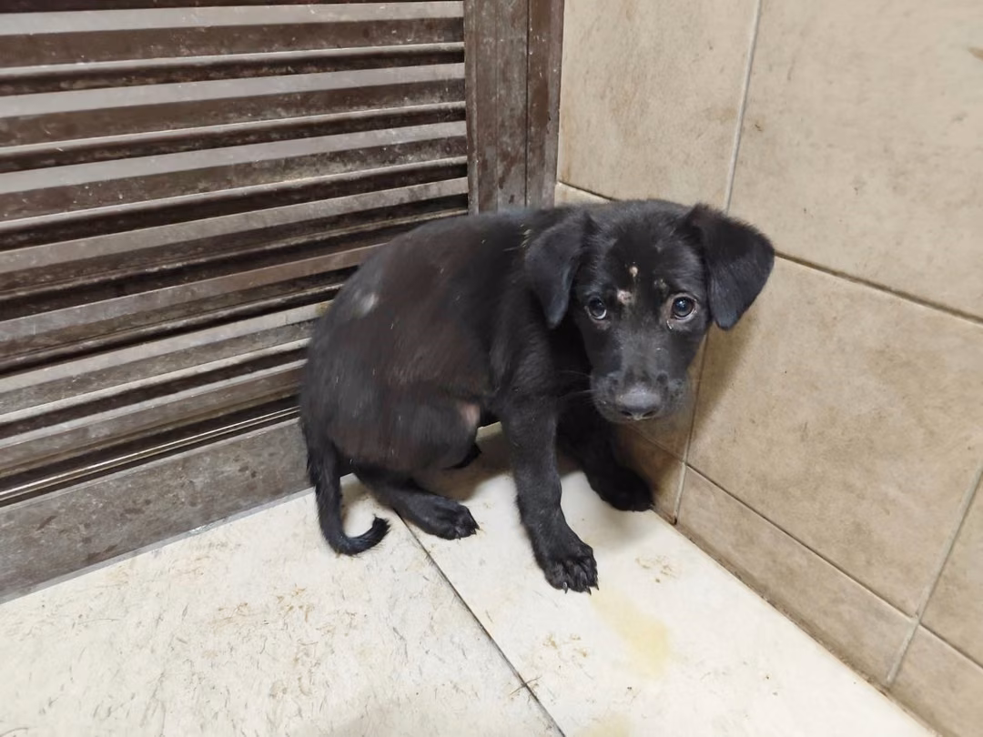 Black young female mixed-breed dog, Medium, shelter no. …2406