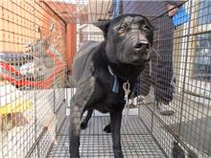 Black male mixed-breed dog, Medium, shelter no. …2004