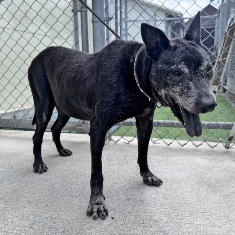 Black adult male mixed-breed dog, Medium, shelter no. …0401