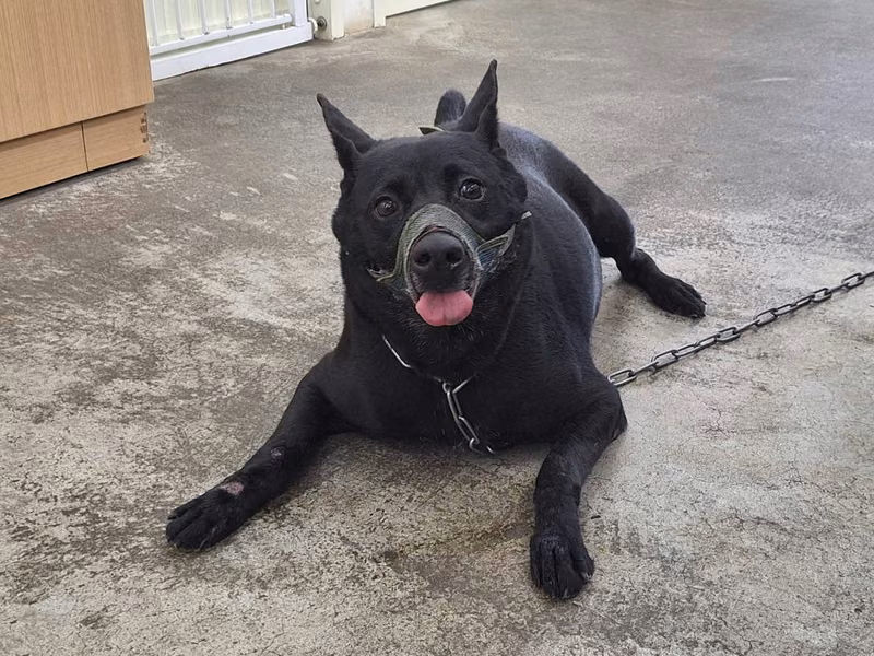 Black adult male mixed-breed dog, Medium, shelter no. …3001
