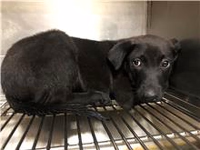 Black young male mixed-breed dog, Small, shelter no. …1702