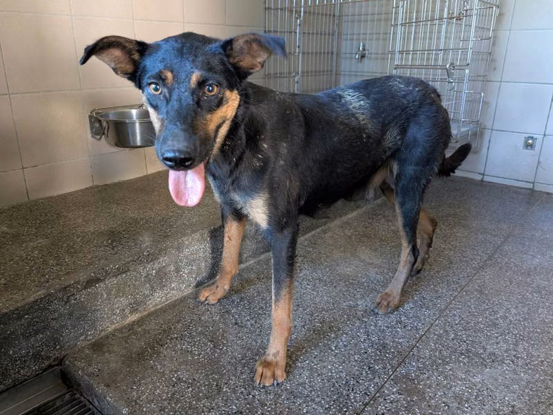 Black adult female mixed-breed dog, Large, shelter no. …2110