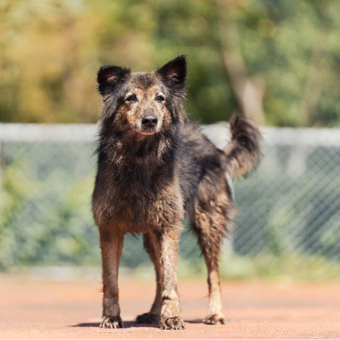 Black-and-tan adult female mixed-breed dog, Medium, shelter no. …1702
