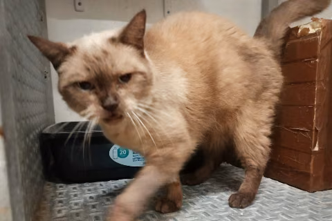 Kitty, Senior · Female · Small · Siamese