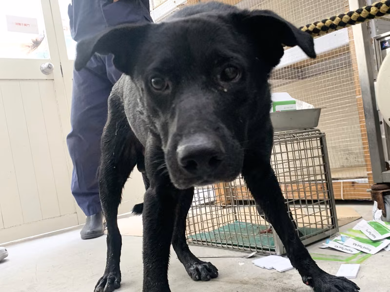 Black adult male mixed-breed dog, Medium, shelter no. …3019