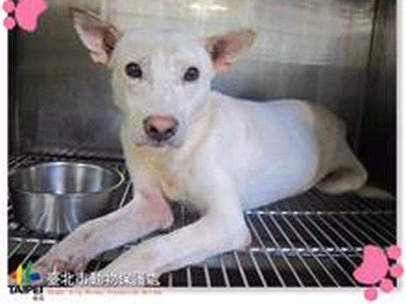 White adult male mixed-breed dog, Medium, shelter no. …0306