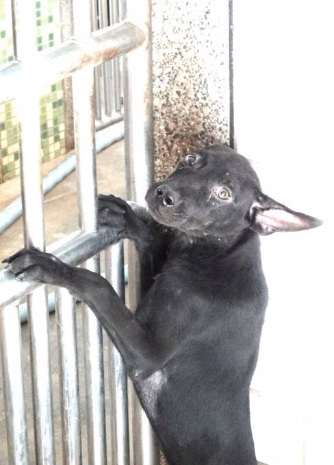 Black young female mixed-breed dog, Medium, shelter no. …1751