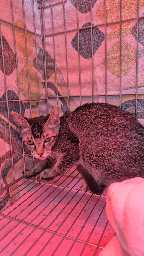 Tabby young female mixed-breed cat, Small, shelter no. …5002