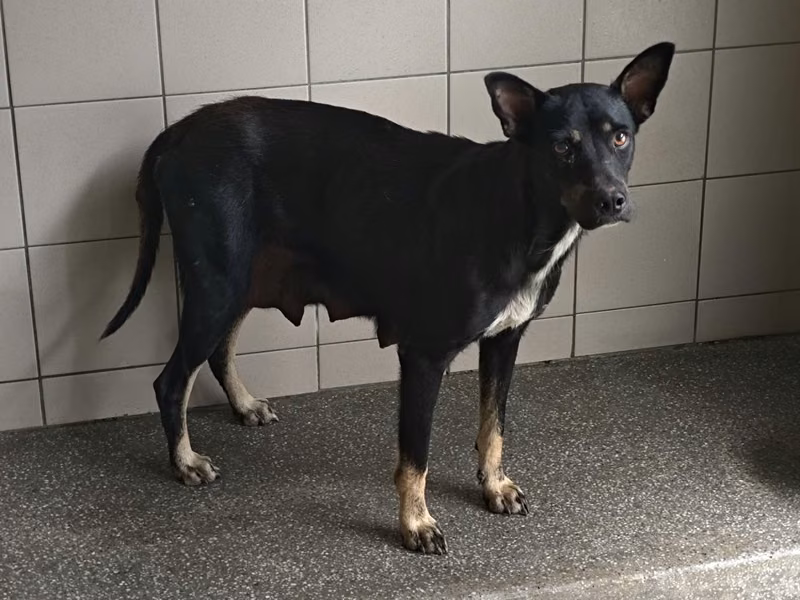 Black adult female mixed-breed dog, Large, shelter no. …1501