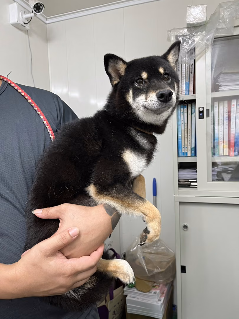 Black-and-white adult female Shiba Inu, Medium, shelter no. …1006