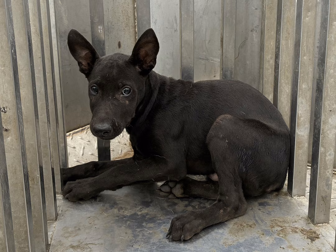 Black young female mixed-breed dog, Small, shelter no. …0003