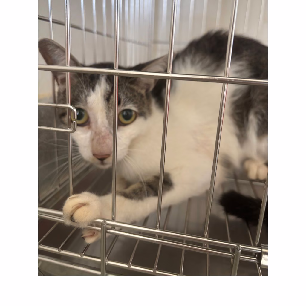 Tabby-and-white adult male mixed-breed cat, Medium, shelter no. …0002