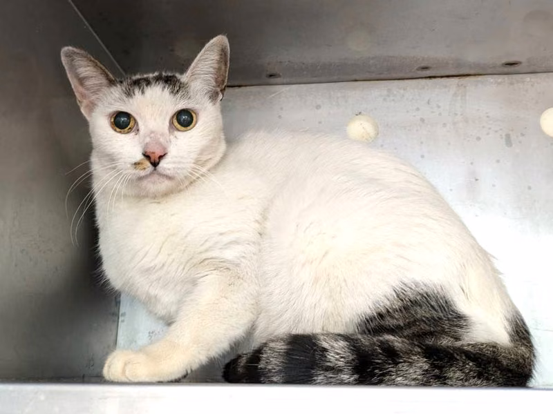 Tabby-and-white adult female mixed-breed cat, Medium, shelter no. …1002