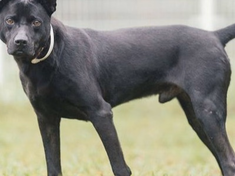 Black adult male mixed-breed dog, Large, shelter no. …2004