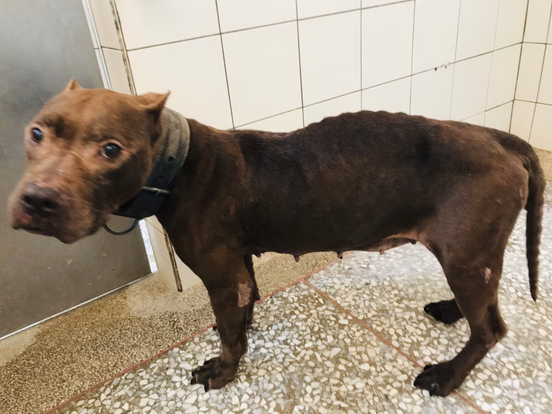 Tan adult female American Pit Bull Terrier, Large, shelter no. …22R8