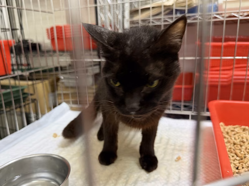 Black adult female mixed-breed cat, Medium, shelter no. …5002
