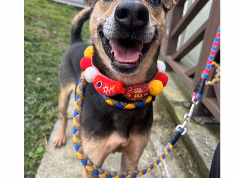 Brown-and-black adult female mixed-breed dog, Medium, shelter no. …3002