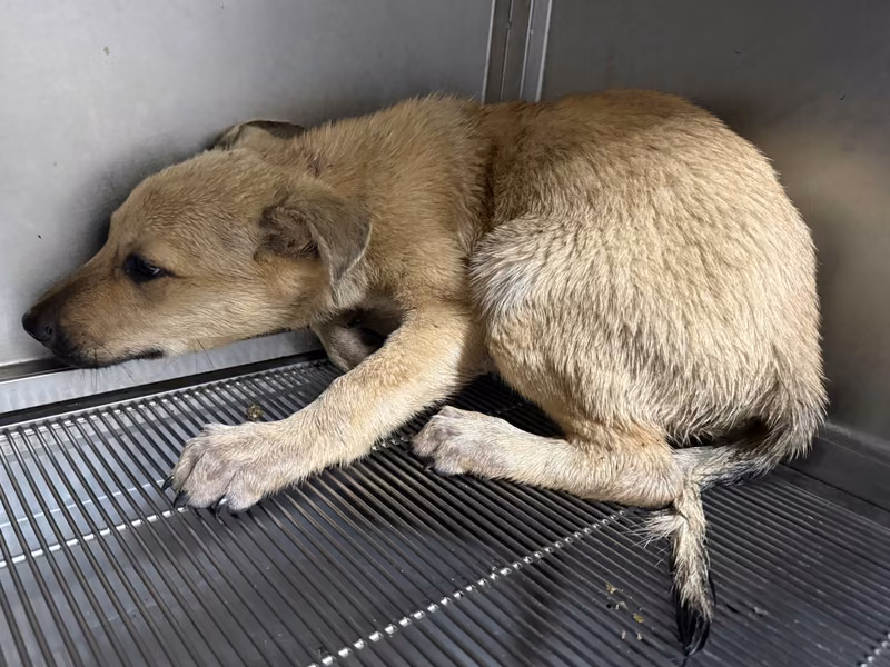 Tan young male mixed-breed dog, Small, shelter no. …3Q13