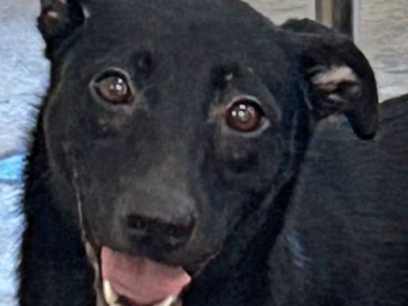 Black adult female mixed-breed dog, Large, shelter no. …5014