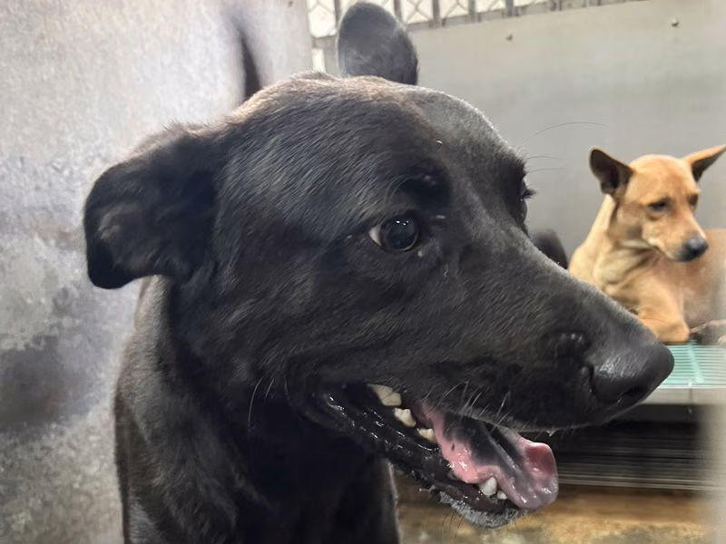 Black adult male mixed-breed dog, Medium, shelter no. …6007