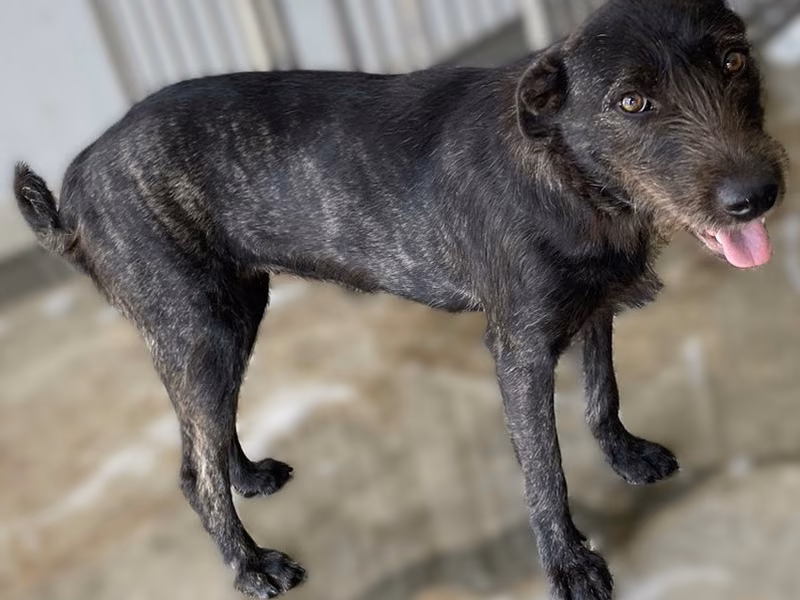 Tabby adult female mixed-breed dog, Medium, shelter no. …7003