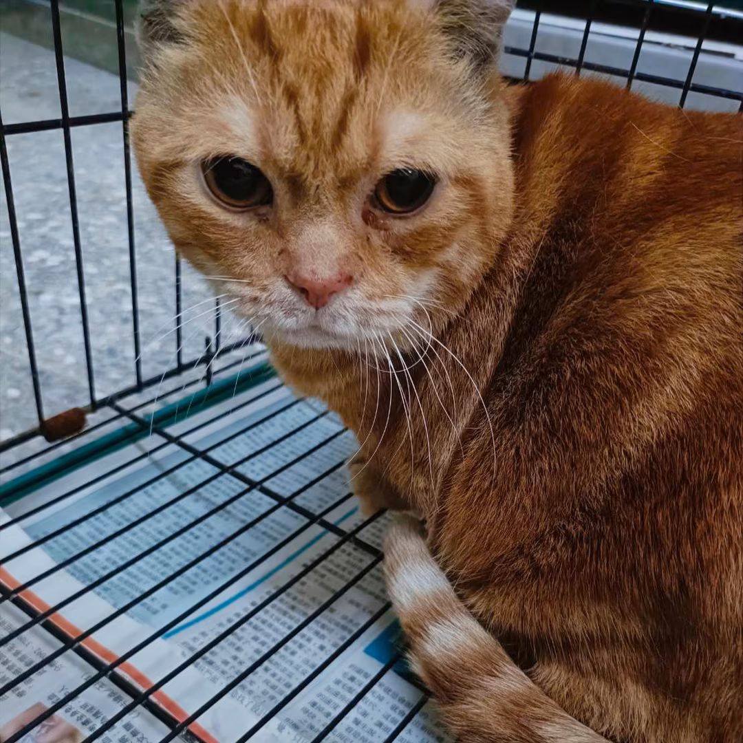 Orange tabby adult male Munchkin cat, Large, shelter no. …9001