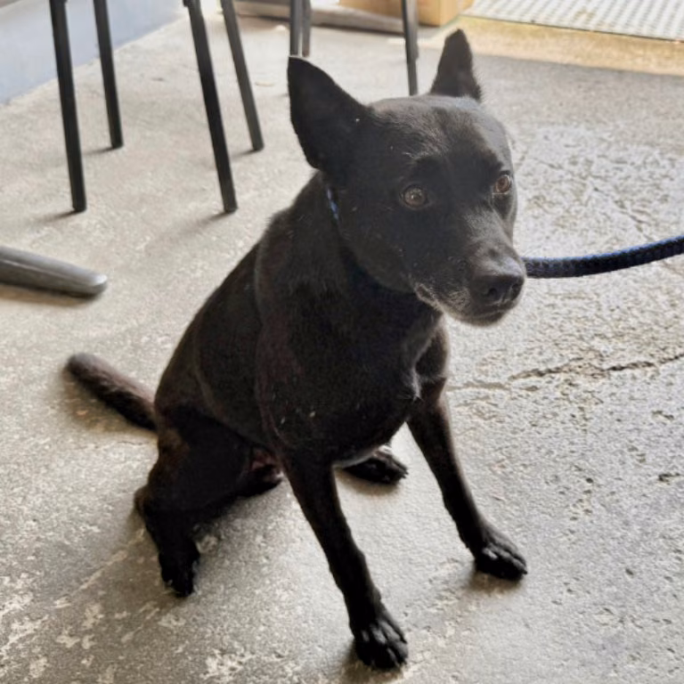 Black adult male mixed-breed dog, Medium, shelter no. …2501