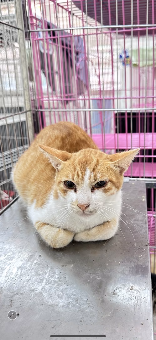 Orange-and-white adult male mixed-breed cat, Large, shelter no. …7001