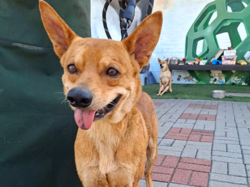 ミックス犬（オス・成犬・茶）、中型, 施設番号 …3-08
