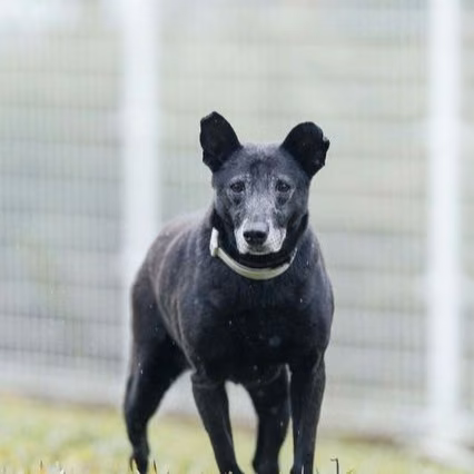 Black adult female mixed-breed dog, Medium, shelter no. …1705
