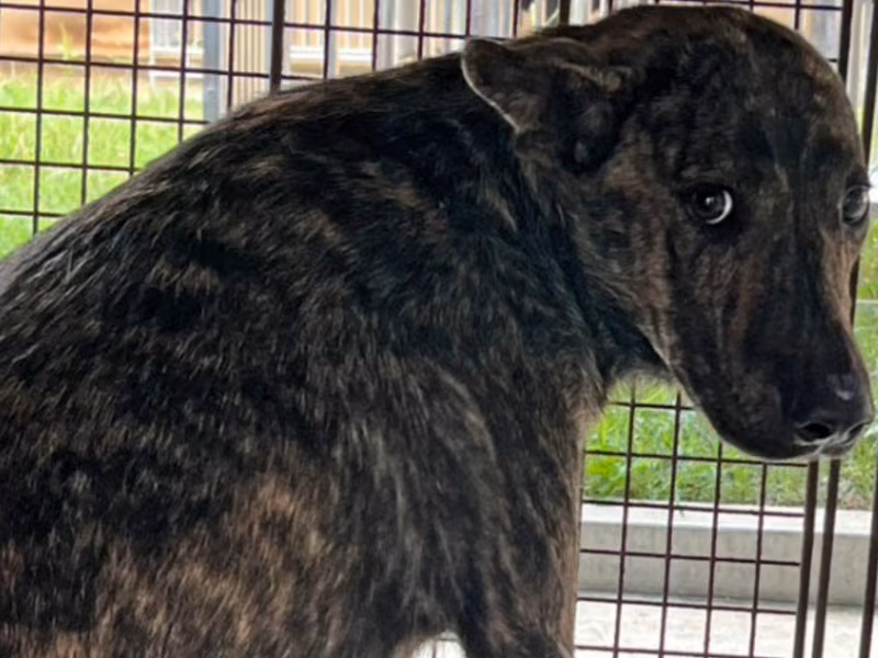 Tabby adult male mixed-breed dog, Large, shelter no. …5015