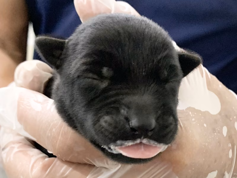 Black young female mixed-breed dog, Small, shelter no. …2108