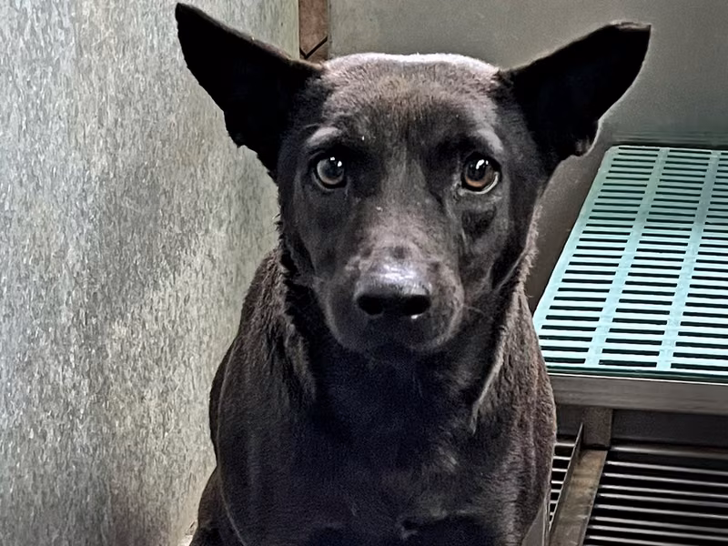 Black adult male mixed-breed dog, Medium, shelter no. …3003