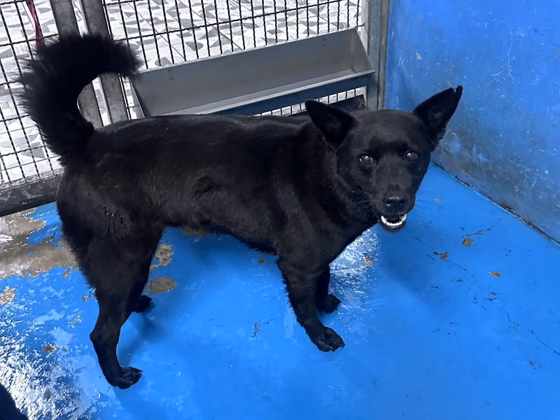 Black adult male mixed-breed dog, Large, shelter no. …4003