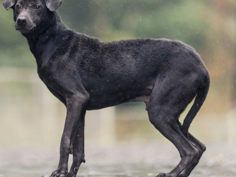 Black adult male mixed-breed dog, Medium, shelter no. …7001