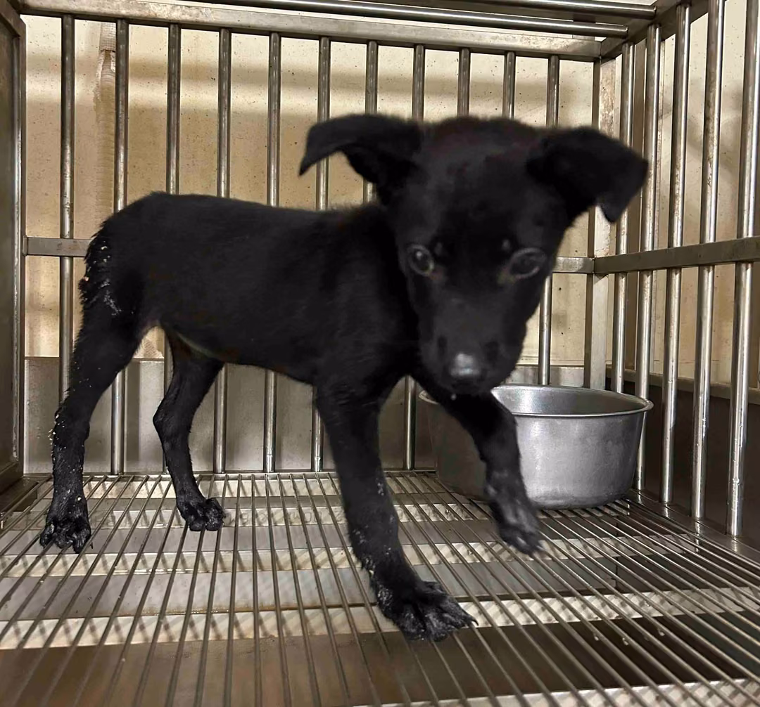Black young female mixed-breed dog, Small, shelter no. …1007