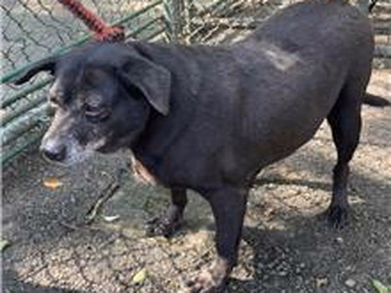 Black adult female mixed-breed dog, Medium, shelter no. …1206