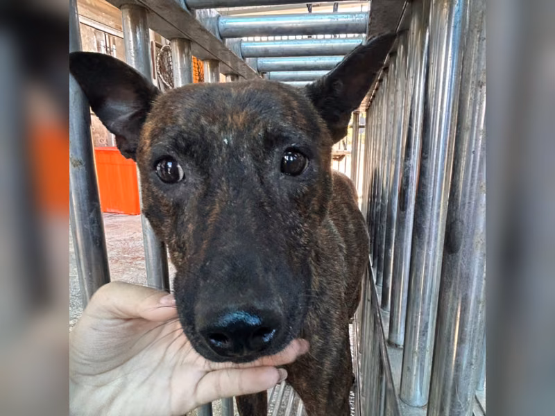 Tabby adult female mixed-breed dog, Large, shelter no. …1001