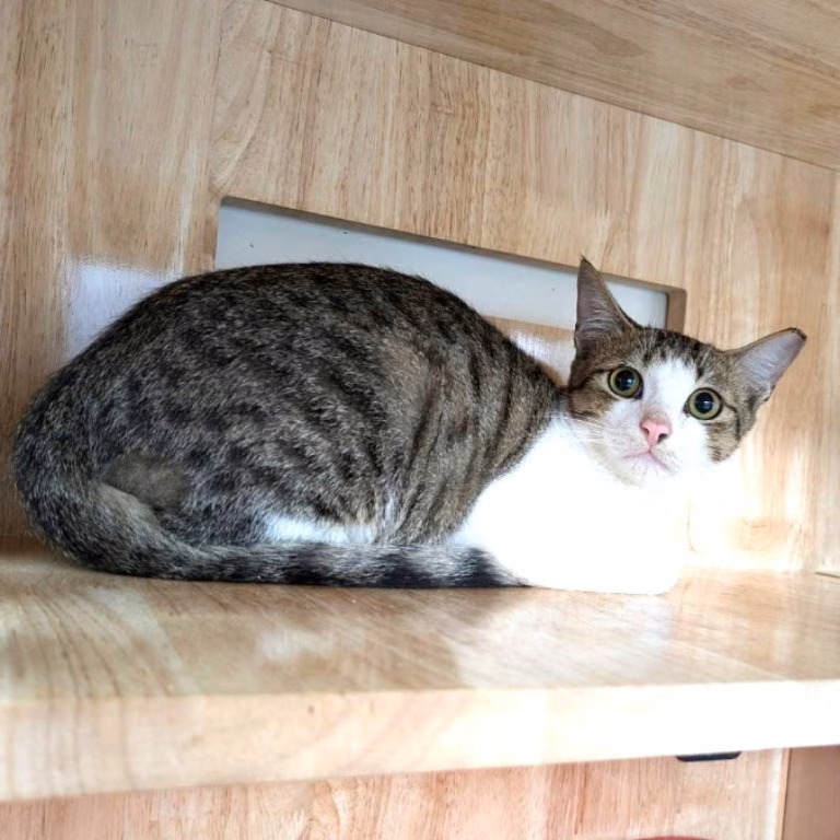 Tabby-and-white adult male mixed-breed cat, Medium, shelter no. …5003