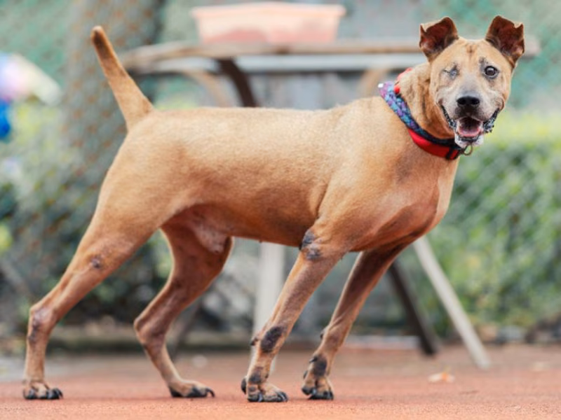 Brown adult male mixed-breed dog, Medium, shelter no. …2702