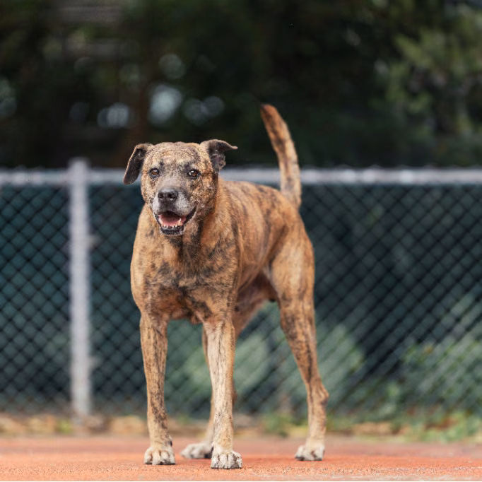 Tan tabby adult male mixed-breed dog, Medium, shelter no. …2401